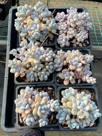 xPachyveria Wenyu Beauty Large Cluster (文瑜美人大群) succulent — wholesale bare-root export from Yunnan, China (4 of 6)