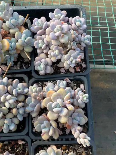 xPachyveria Wenyu Beauty Large Cluster (文瑜美人大群) succulent — wholesale bare-root export from Yunnan, China (5 of 6)