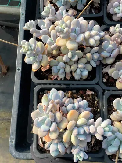 xPachyveria Wenyu Beauty Large Cluster (文瑜美人大群) succulent — wholesale bare-root export from Yunnan, China (6 of 6)