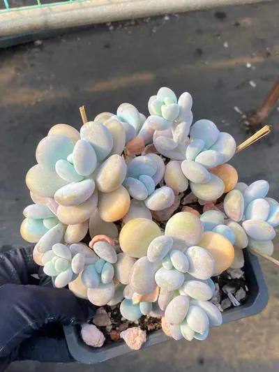 xPachyveria Wenyu Beauty Large Cluster (文瑜美人大群) succulent — wholesale bare-root export from Yunnan, China (3 of 6)