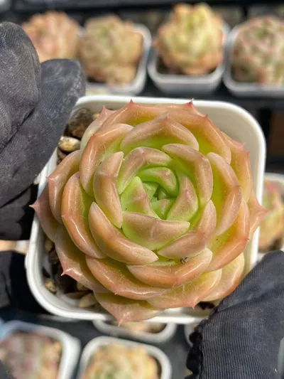 Echeveria Wheat Straw (麦秆) succulent — wholesale bare-root export from Yunnan, China (2 of 7)