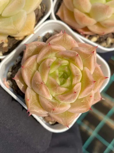 Echeveria Wheat Straw (麦秆) succulent — wholesale bare-root export from Yunnan, China (5 of 7)