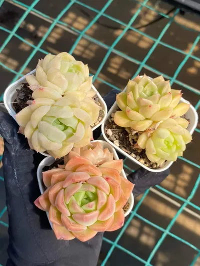 Echeveria Wheat Straw (麦秆) succulent — wholesale bare-root export from Yunnan, China (4 of 7)