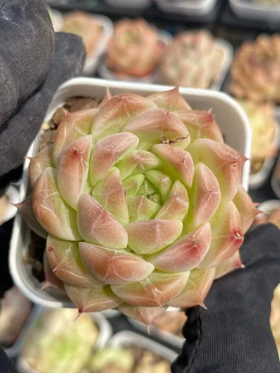 Echeveria Wheat Straw (麦秆) succulent — wholesale bare-root export from Yunnan, China (3 of 7)
