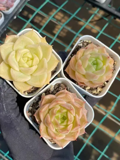 Echeveria Wheat Straw (麦秆) succulent — wholesale bare-root export from Yunnan, China (7 of 7)