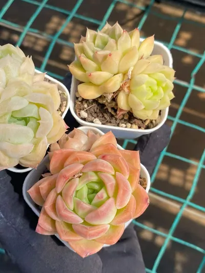 Echeveria Wheat Straw (麦秆) succulent — wholesale bare-root export from Yunnan, China (6 of 7)