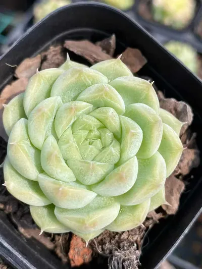Echeveria Wheat Straw Single (麦秆单头) succulent — wholesale bare-root export from Yunnan, China (2 of 4)