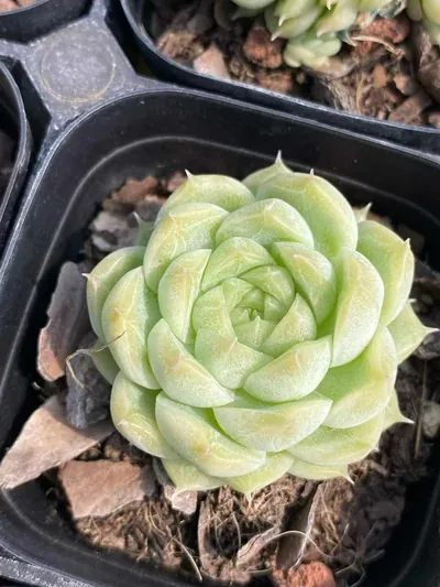 Echeveria Wheat Straw Single (麦秆单头) succulent — wholesale bare-root export from Yunnan, China (3 of 4)