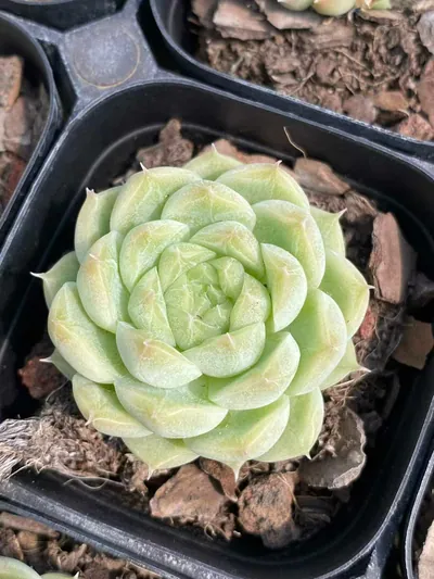 Echeveria Wheat Straw Single succulent — wholesale export from Yunnan, China