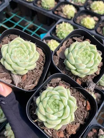 Echeveria Wheat Straw Single (麦秆单头) succulent — wholesale bare-root export from Yunnan, China (4 of 4)