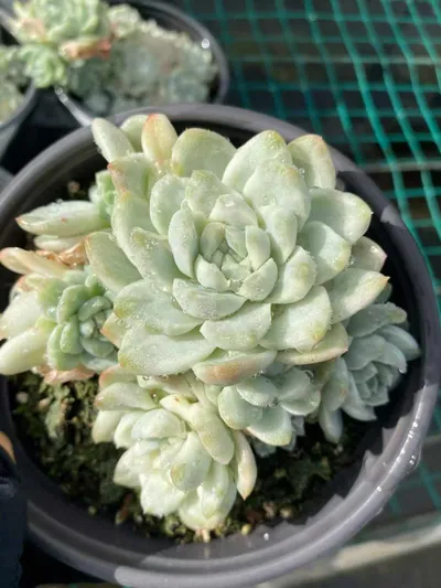 Echeveria Wheat Straw Variegated succulent — wholesale export from Yunnan, China
