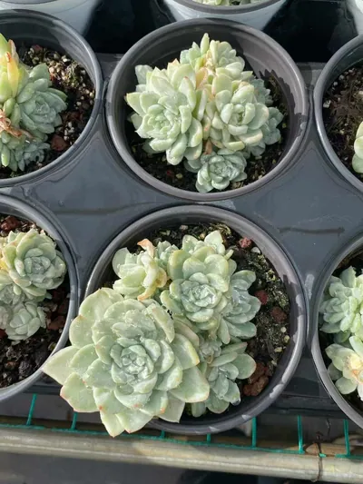 Echeveria Wheat Straw Variegated (麦秆锦) succulent — wholesale bare-root export from Yunnan, China (5 of 5)