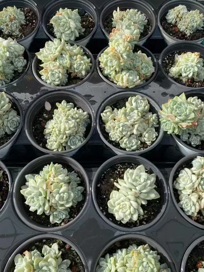 Echeveria Wheat Straw Variegated (麦秆锦) succulent — wholesale bare-root export from Yunnan, China (3 of 5)