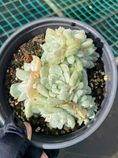 Echeveria Wheat Straw Variegated (麦秆锦) succulent — wholesale bare-root export from Yunnan, China (4 of 5)