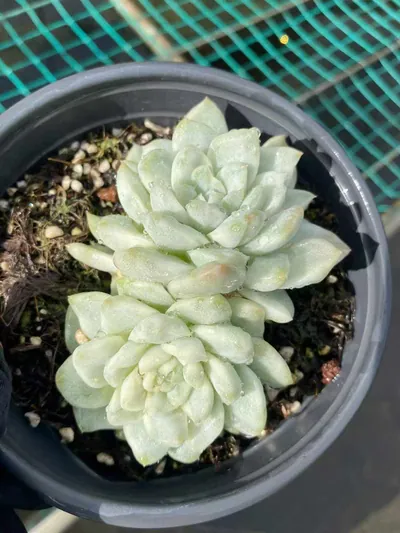 Echeveria Wheat Straw Variegated (麦秆锦) succulent — wholesale bare-root export from Yunnan, China (2 of 5)