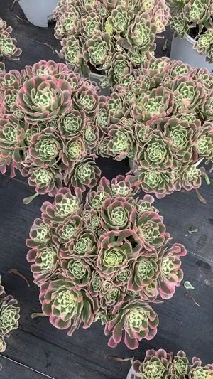 Aeonium Aeonium 'White Phoenix' Cluster succulent — wholesale export from Yunnan, China