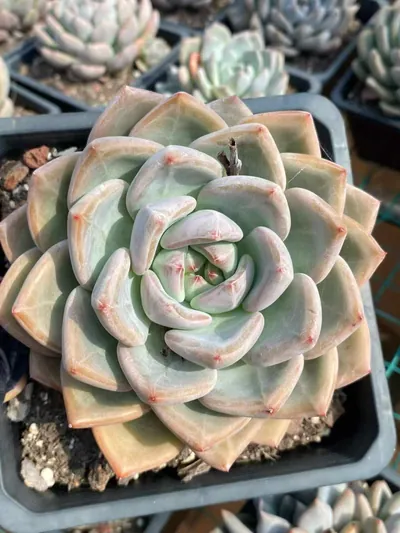 Echeveria White Spirit succulent — wholesale export from Yunnan, China