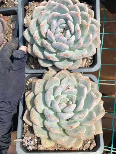 Echeveria White Spirit (白无常) succulent — wholesale bare-root export from Yunnan, China (3 of 4)