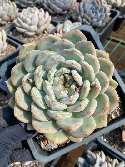Echeveria White Spirit (白无常) succulent — wholesale bare-root export from Yunnan, China (2 of 4)