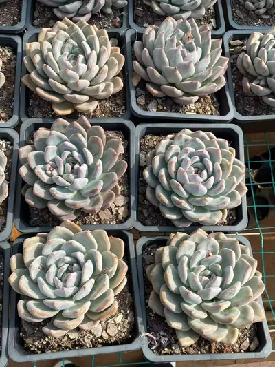 Echeveria White Spirit (白无常) succulent — wholesale bare-root export from Yunnan, China (4 of 4)