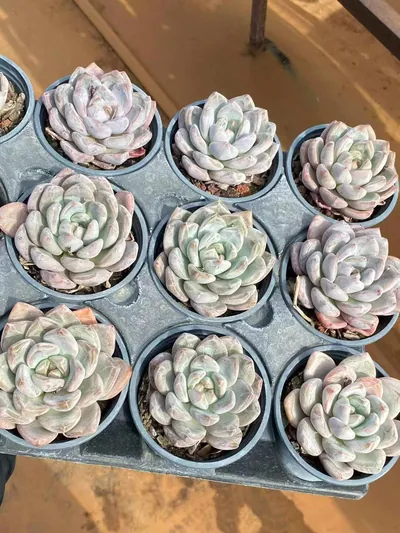 Echeveria White Spirit Single (白无常单头) succulent — wholesale bare-root export from Yunnan, China (5 of 7)