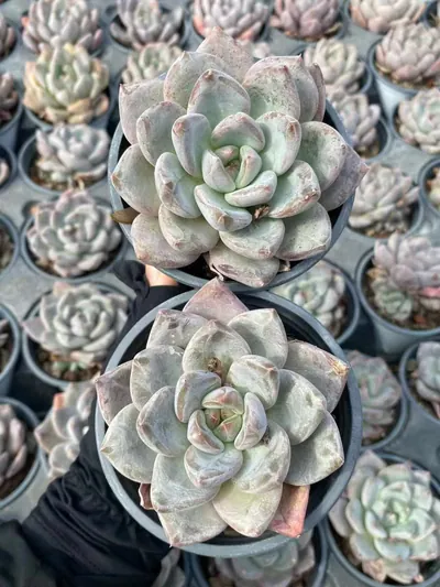 Echeveria White Spirit Single (白无常单头) succulent — wholesale bare-root export from Yunnan, China (3 of 7)