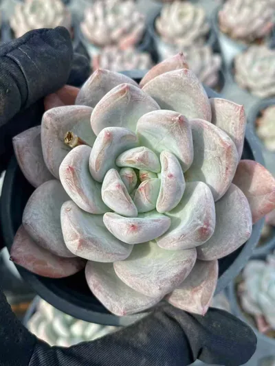 Echeveria White Spirit Single (白无常单头) succulent — wholesale bare-root export from Yunnan, China (2 of 7)