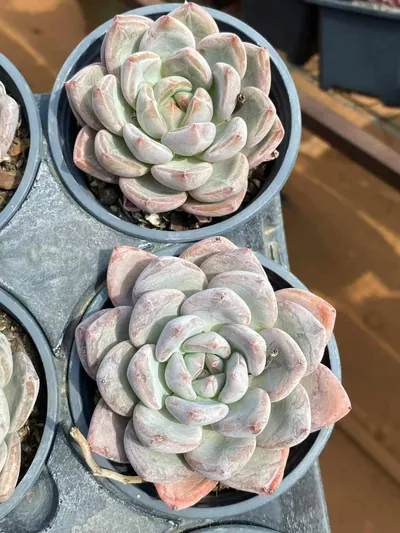 Echeveria White Spirit Single (白无常单头) succulent — wholesale bare-root export from Yunnan, China (6 of 7)