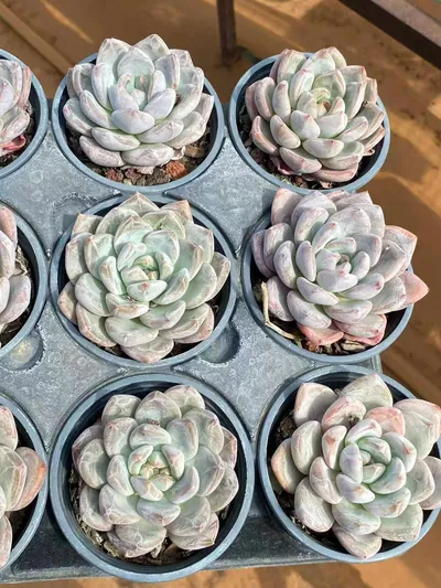 Echeveria White Spirit Single (白无常单头) succulent — wholesale bare-root export from Yunnan, China (7 of 7)