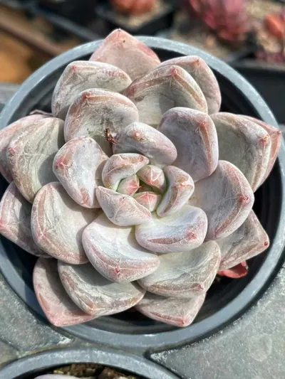 Echeveria White Spirit Single (白无常单头) succulent — wholesale bare-root export from Yunnan, China (4 of 7)