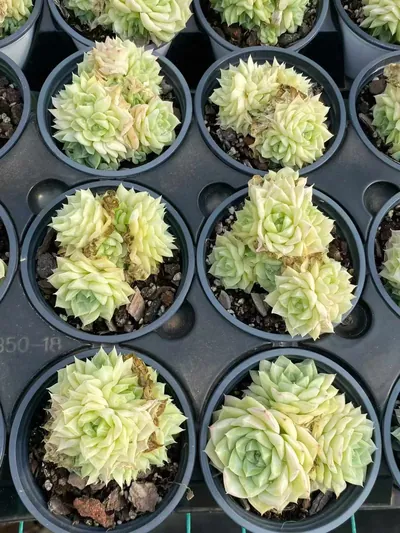 Echeveria White Swan (白天鹅) succulent — wholesale bare-root export from Yunnan, China (3 of 5)