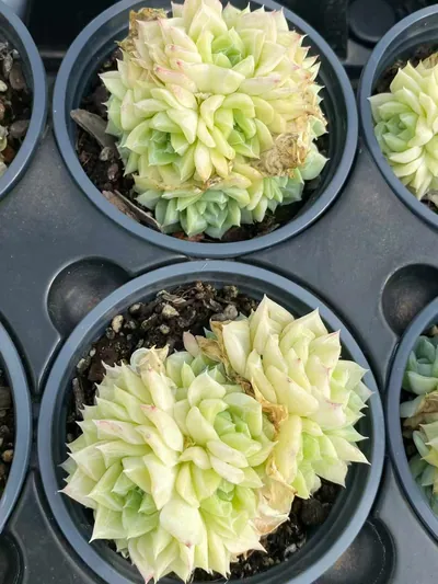 Echeveria White Swan (白天鹅) succulent — wholesale bare-root export from Yunnan, China (4 of 5)