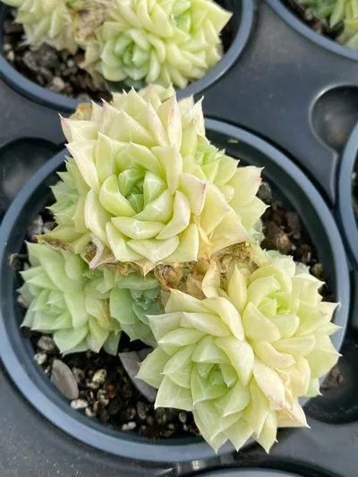 Echeveria White Swan (白天鹅) succulent — wholesale bare-root export from Yunnan, China (5 of 5)