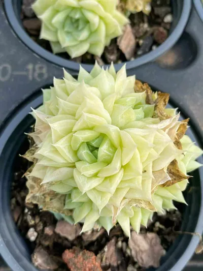 Echeveria White Swan succulent — wholesale export from Yunnan, China