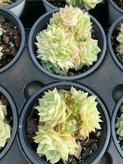 Echeveria White Swan (白天鹅) succulent — wholesale bare-root export from Yunnan, China (2 of 5)