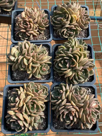 Echeveria Yellow Cheese Cluster (黄皮芝士群) succulent — wholesale bare-root export from Yunnan, China (3 of 3)