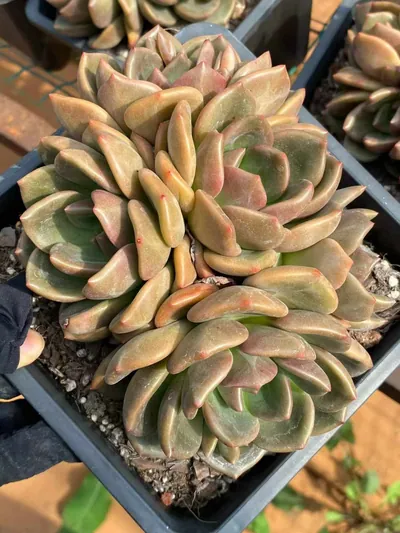 Echeveria Yellow Cheese Cluster (黄皮芝士群) succulent — wholesale bare-root export from Yunnan, China (2 of 3)