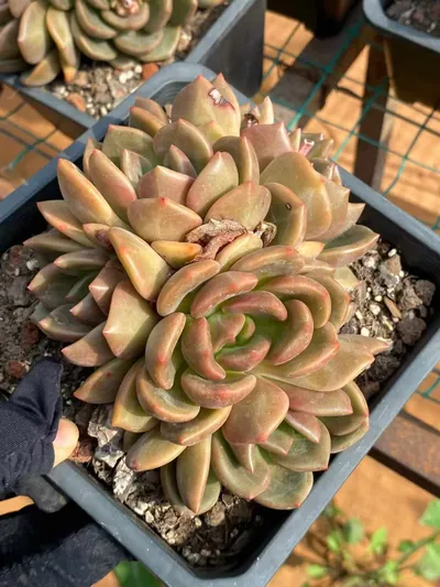 Echeveria Yellow Cheese Cluster succulent — wholesale export from Yunnan, China