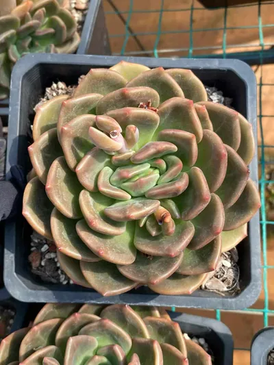 Echeveria Yellow Cheese Single succulent — wholesale export from Yunnan, China