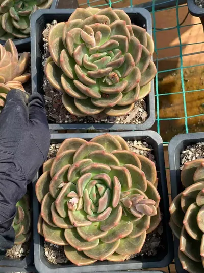 Echeveria Yellow Cheese Single (黄皮芝士单头) succulent — wholesale bare-root export from Yunnan, China (3 of 4)