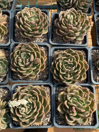 Echeveria Yellow Cheese Single (黄皮芝士单头) succulent — wholesale bare-root export from Yunnan, China (4 of 4)