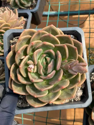 Echeveria Yellow Cheese Single (黄皮芝士单头) succulent — wholesale bare-root export from Yunnan, China (2 of 4)
