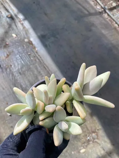 Echeveria Yellow Penguin (黄企鹅) succulent — wholesale bare-root export from Yunnan, China (2 of 6)