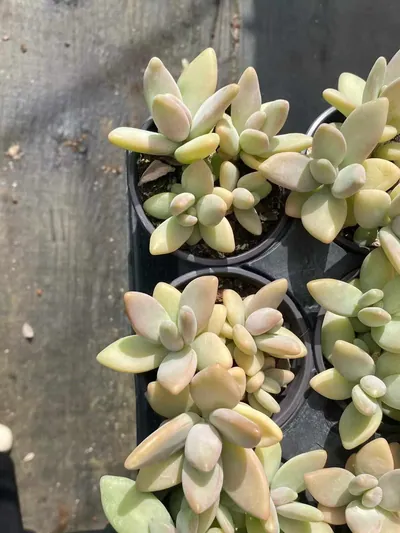 Echeveria Yellow Penguin (黄企鹅) succulent — wholesale bare-root export from Yunnan, China (3 of 6)