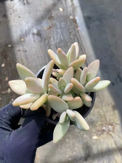 Echeveria Yellow Penguin (黄企鹅) succulent — wholesale bare-root export from Yunnan, China (4 of 6)