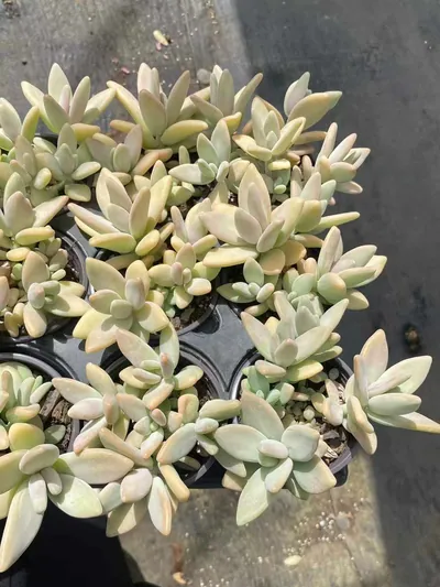 Echeveria Yellow Penguin (黄企鹅) succulent — wholesale bare-root export from Yunnan, China (5 of 6)