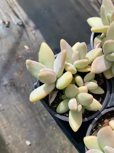 Echeveria Yellow Penguin (黄企鹅) succulent — wholesale bare-root export from Yunnan, China (6 of 6)