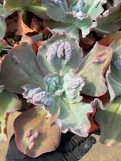 Echeveria Zanoke (扎诺克) succulent — wholesale bare-root export from Yunnan, China (3 of 4)