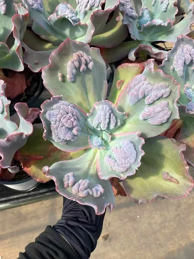 Echeveria Zanoke succulent — wholesale export from Yunnan, China