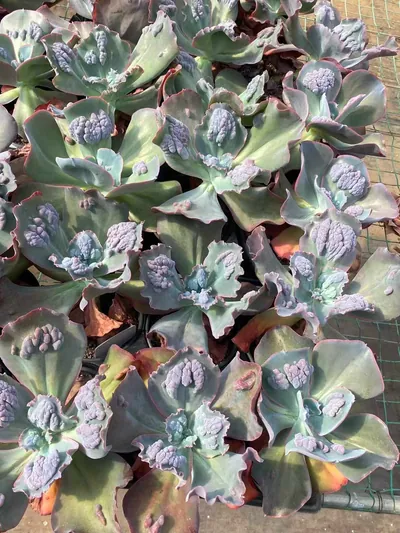 Echeveria Zanoke (扎诺克) succulent — wholesale bare-root export from Yunnan, China (4 of 4)
